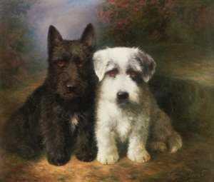 Un terrier écossais et un terrier Sealyham